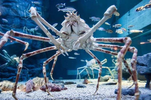 animais mais bizarro 10 Caranguejo-gigante-japonês