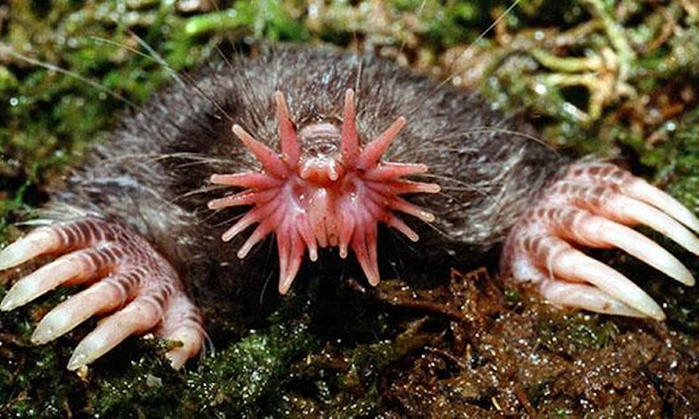 Os animais mais bizarro da Terra 5 Toupeira-nariz-de-estrela