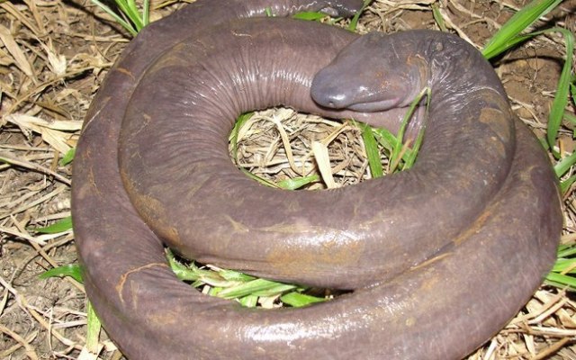Os animais mais bizarro da Terra 7 Cobra-mole