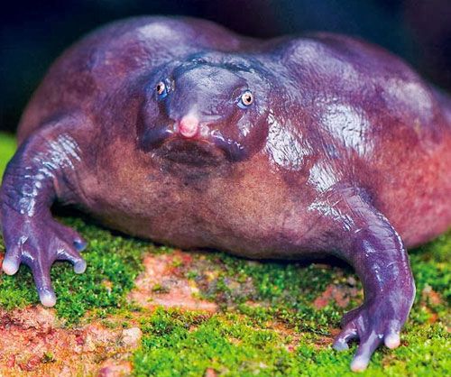animais mais bizarro 8 Sapa-roxo