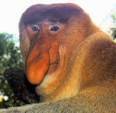animais mais bizarro da Terra 9 Macaco-narigudo