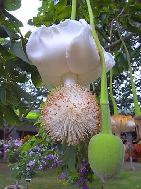 A Fascinante Floração do Baobá: Um Mergulho na Beleza e Biodiversidade A Fascinante Floração do Baobá: Um Mergulho na Beleza e Biodiversidade