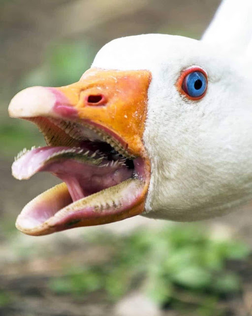 Gansos têm dentes. 🦢 Gansos têm dentes. 🦢