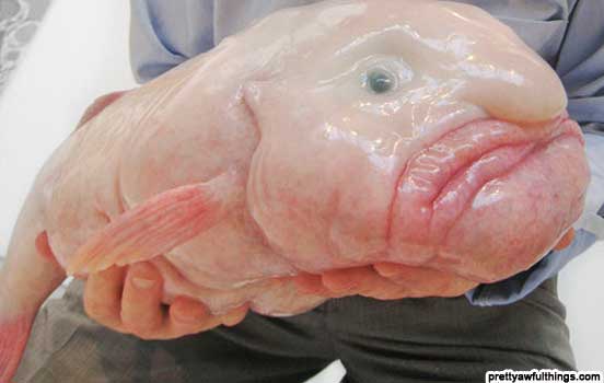 Os animais mais bizarro da Terra 2 Peixe-gota